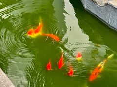 -汤宴·参须肚包鸡(南京路店)