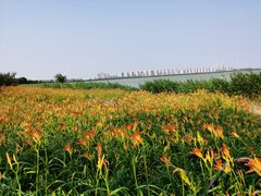-天津东丽湖风景区