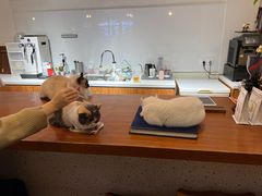 -有猫主题·治愈系猫咖(曾厝垵店)