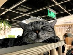 -猫和宫(六道口店)