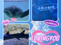 -秦皇岛乐岛海洋王国