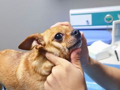 -关爱宠物医院·猫科中心·消化科(滨湖万达分院)