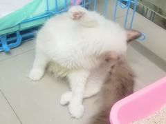 -艾吉宠物医院·疑难杂症转诊中心·猫友好(碧江路院)