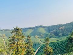-龙坞茶村