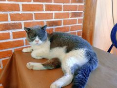 -猫小院猫主题餐厅(南锣旗舰店)