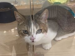 -藏猫猫咖啡主题馆(中央大道店)