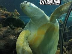 -上海海洋水族馆