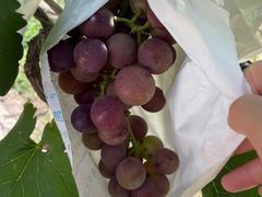 -马陆小张葡萄园农家乐