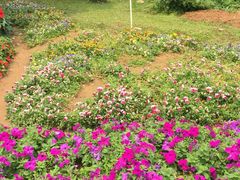 -松山湖梦幻百花洲