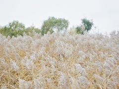 -野鸭湖国家湿地公园