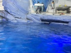 -合肥海洋世界