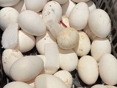 -单家老院·院子里的青岛菜(沙子口店)