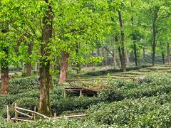 -野蔓果·山野菜(西湖景区·龙井茶田店)