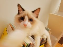 -lincat·猫舍(广州店)