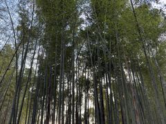 -蜀南竹海景区