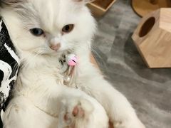 -楼上猫咖(罗湖店)
