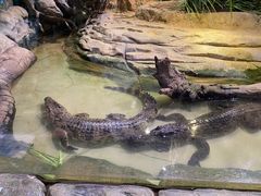 -正佳雨林生态植物园