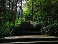 -铁山坪森林公园