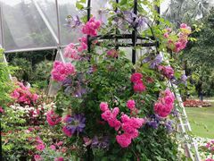 -深圳仙湖植物园
