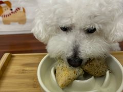 -汪小喵宠物·戴维斯乐芳希施宠馨宝皮毛调理洗护店