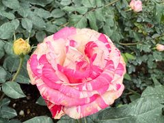 -人民公园(罗湖区)