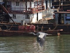 -澳门环岛游湾仔码头