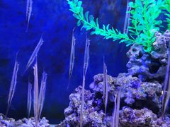 -沙沙哗啦海洋馆(华宇百花谷店)