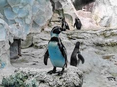 -帝企鹅自助餐厅•儿童岛•真企鹅(长隆企鹅酒店)