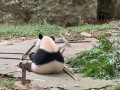 -都江堰中华大熊猫苑