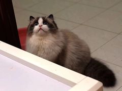 种猫之一-Bastet sally猫舍购宠(静安店)
