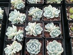 -荷兰花海
