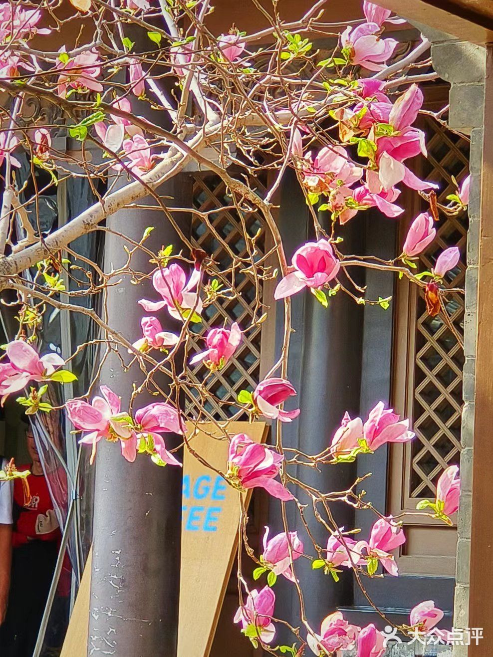 我的春日crush|开满红玉兰的院子美绝了❗