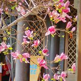 我的春日crush|开满红玉兰的院子美绝了❗