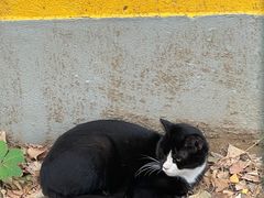 -三里屯东五街银杏大道