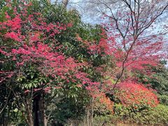 -桃花岛景观公园