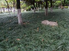 -神仙树公园