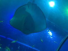 -成都浩海立方海洋公园