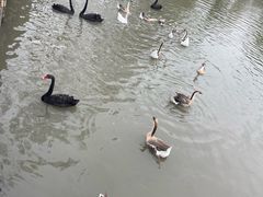 -溱湖国家湿地公园