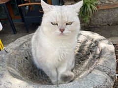 -喵屿·大理花园猫咖