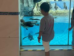 -帝企鹅自助餐厅•儿童岛•真企鹅(长隆企鹅酒店)