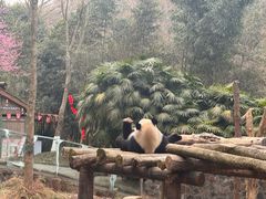 -都江堰中华大熊猫苑