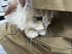 -爱洗澡的猫(天河路店)
