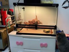 -酷以爬仙阁实体爬宠店·守宫·蜥蜴·专业繁育