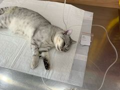 -爱侣宠医·鹦鹉专科·小型哺乳类·异宠专科(灵石路店)