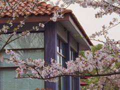 -高东镇樱花园