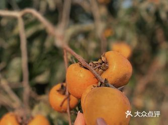 广州｜从化·秋天摘柿子去～