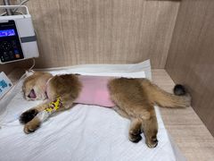 -北京观赏动物医院·24小时大型综合·猫专科·异宠专科