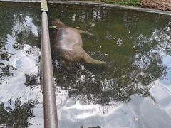 -海南热带野生动植物园