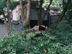 -成都大熊猫繁育研究基地