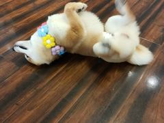 -豆柴町-柴犬主题狗咖(红鼎国际C座店)
